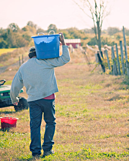 Worker carrying a bucket in the vineyard at Amigoni Urban Winery.