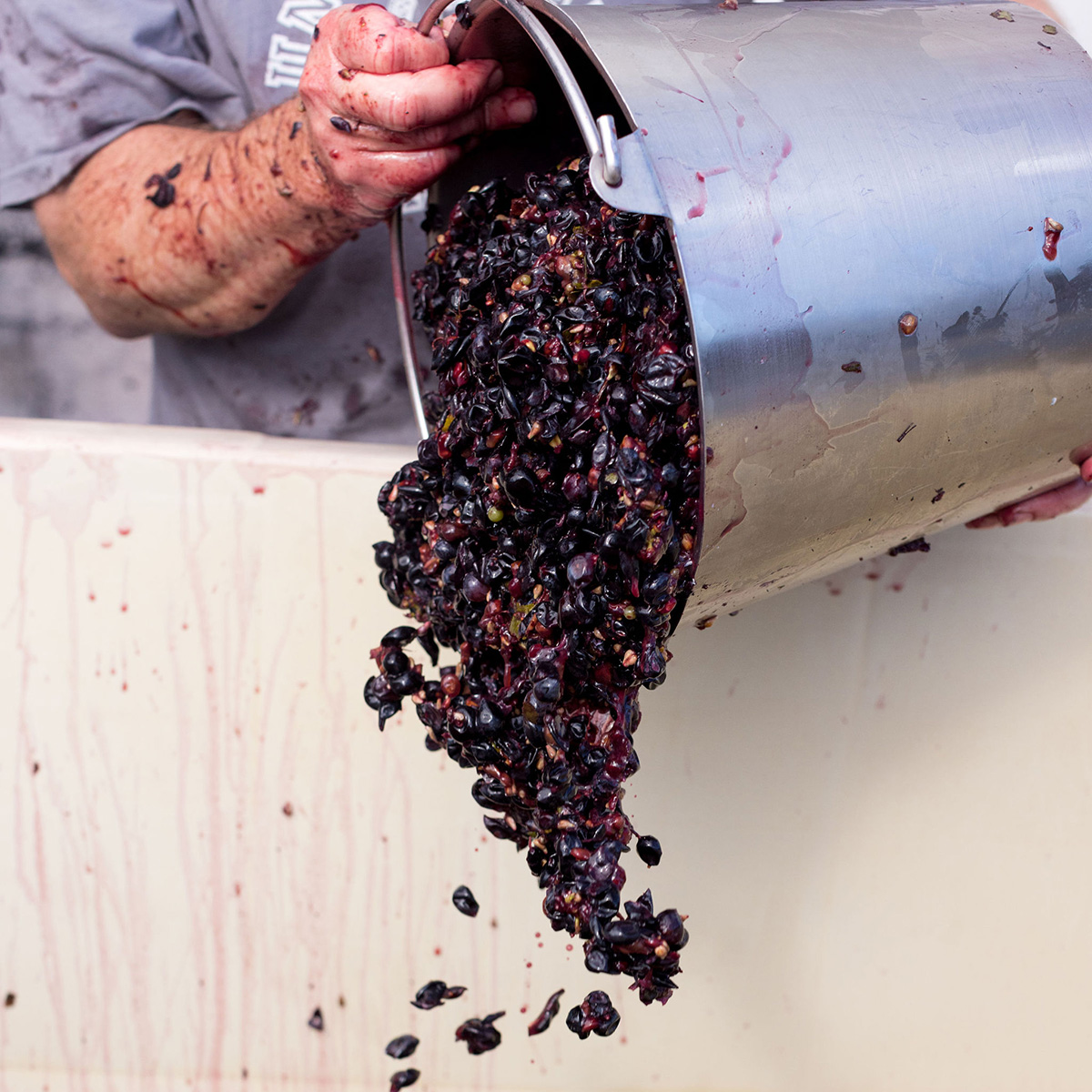 A close-up of freshly crushed grapes being poured from a metal bucket into a large container during the winemaking process.