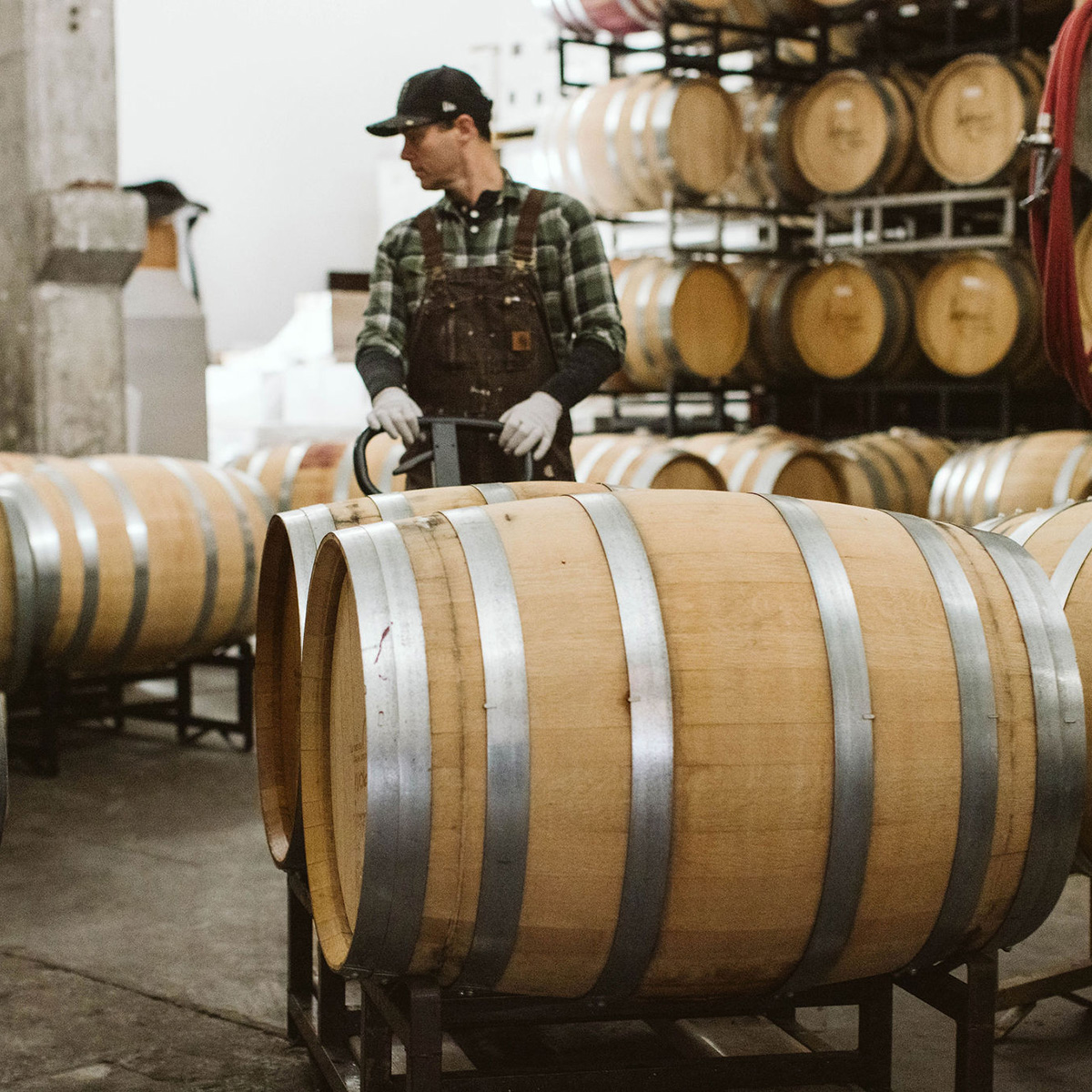 A man in a plaid shirt and work overalls operates machinery to move wine barrels in a winery cellar, with stacks of barrels in the background.